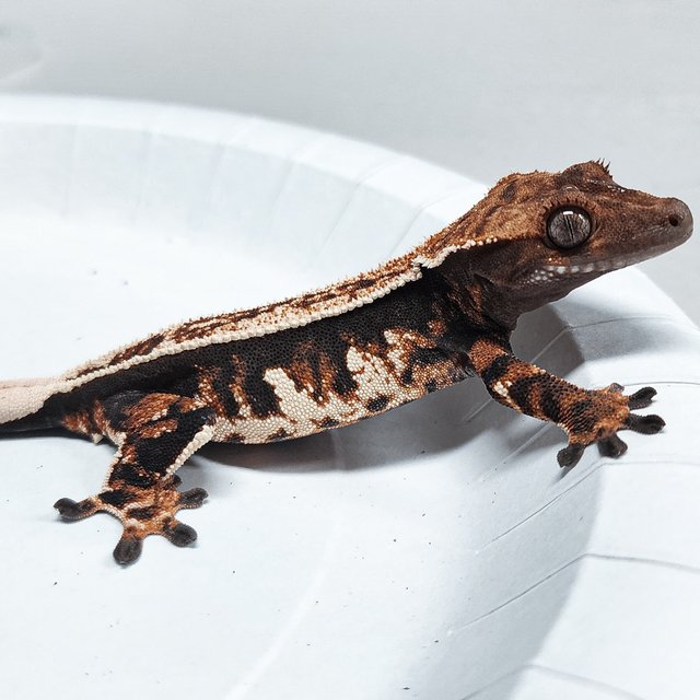 Full Pinstripe Tri Extreme Harlequin