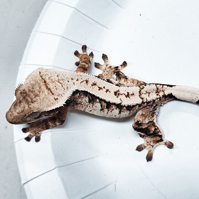 Tri Extreme Harlequin