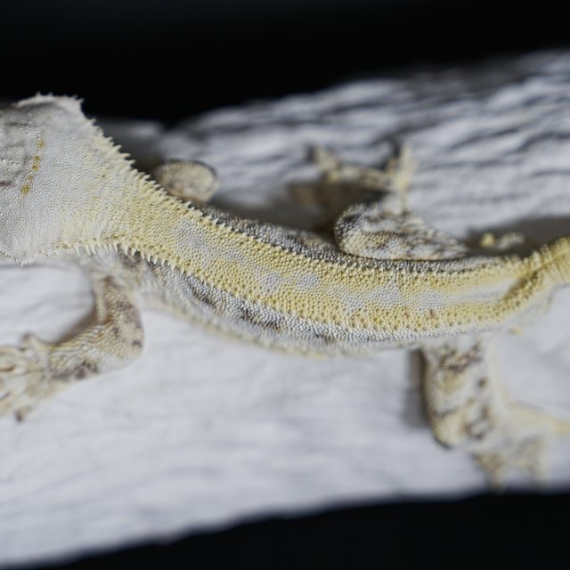 풀핀 릴리화이트