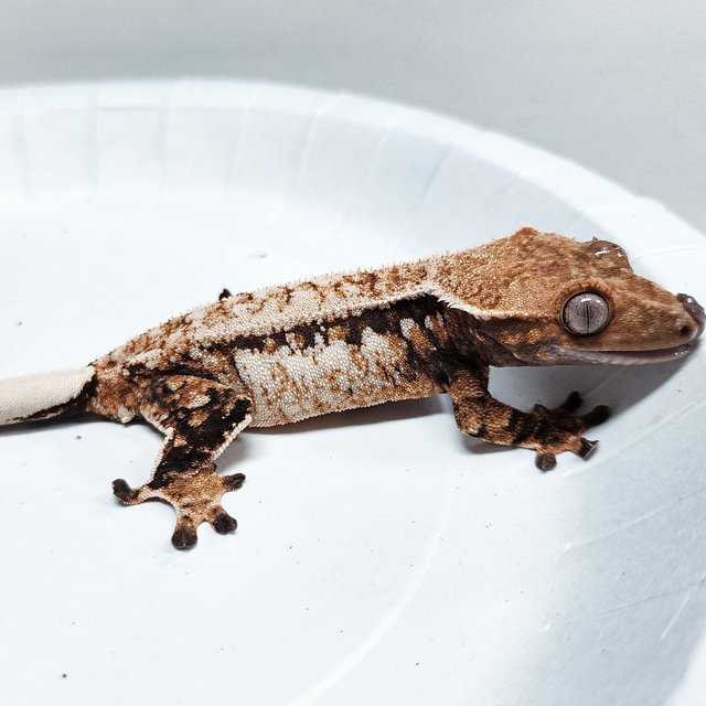 Tri Extreme Harlequin