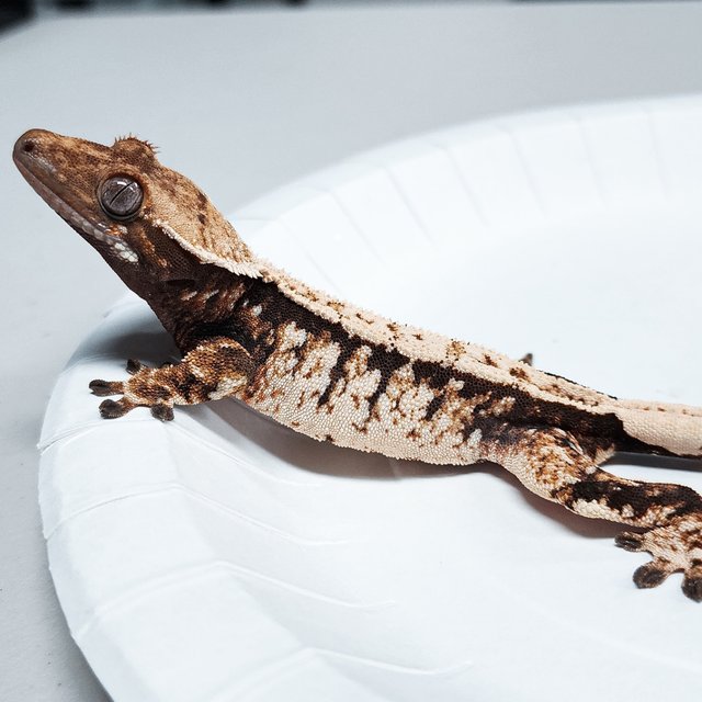 Tri Extreme Harlequin