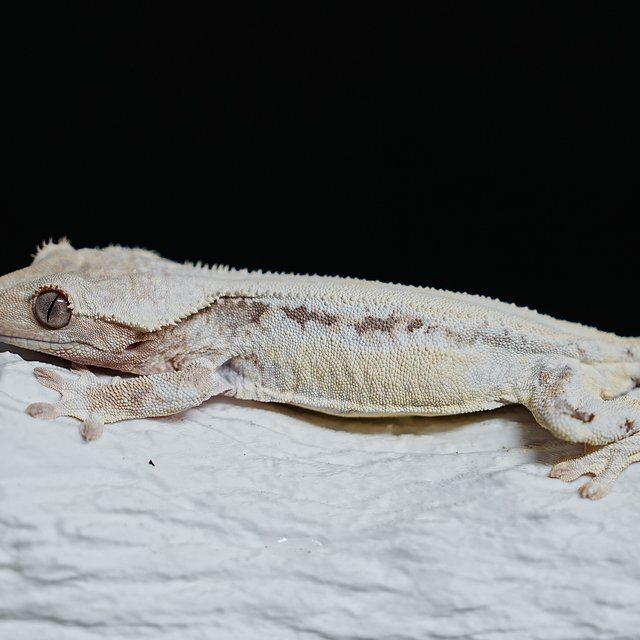 풀핀 솔리드백 릴리화이트