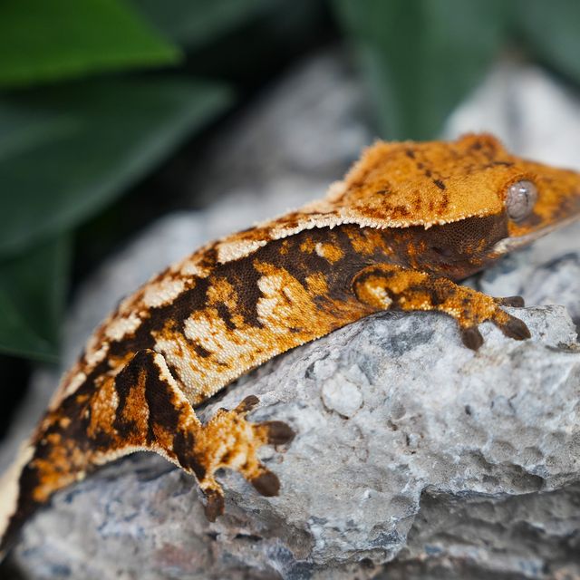 트라이 익스트림할리퀸