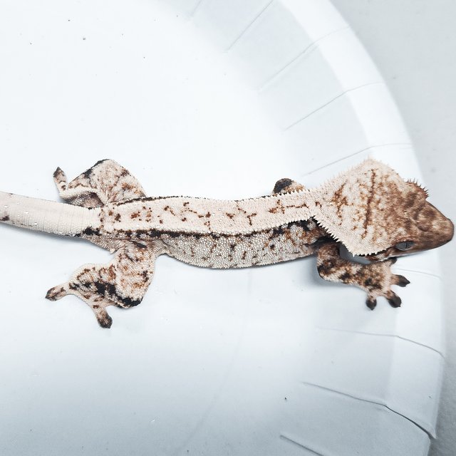 Tri Extreme Harlequin