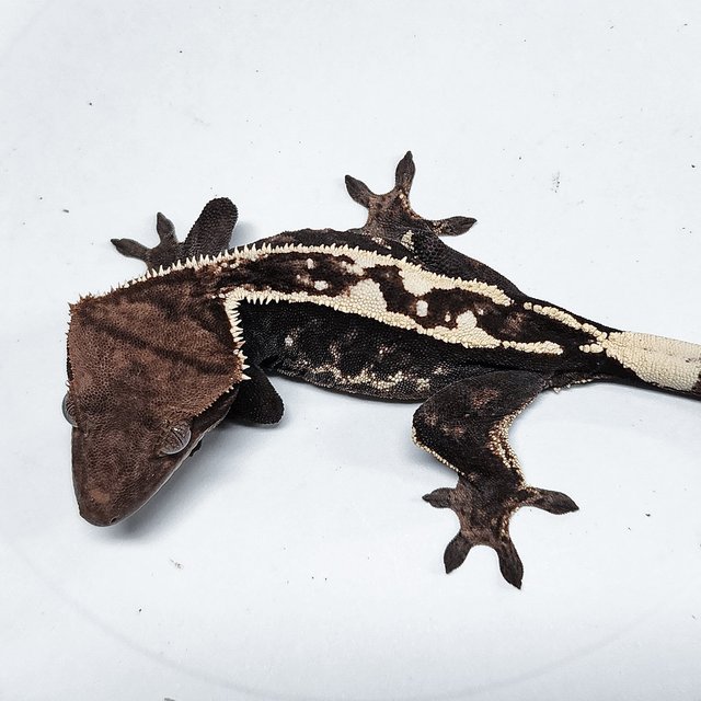 Sable 100% Het Axanthic