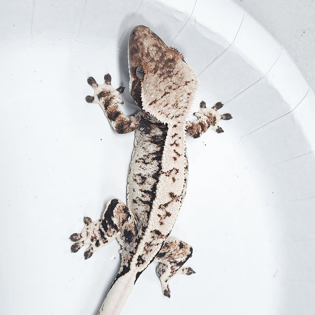 Tri Extreme Harlequin