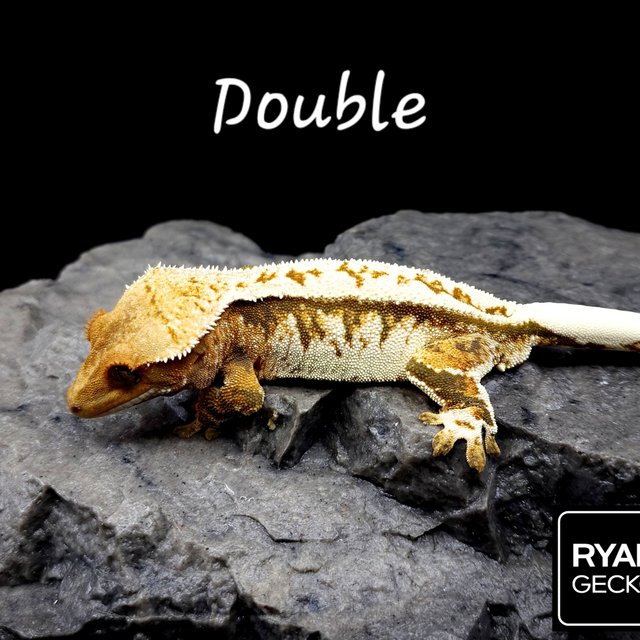 White Spot White Porthole White Pin Tri Extreme Harlequin