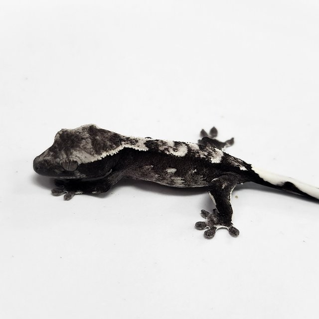 Axanthic
