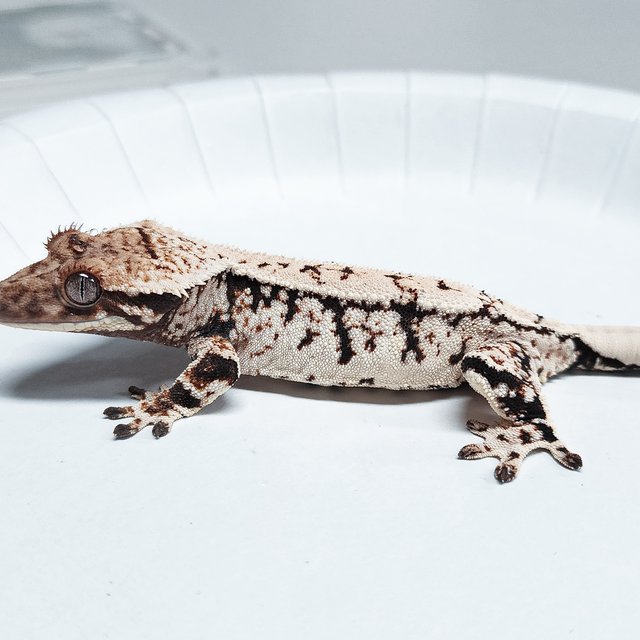 Tri Extreme Harlequin