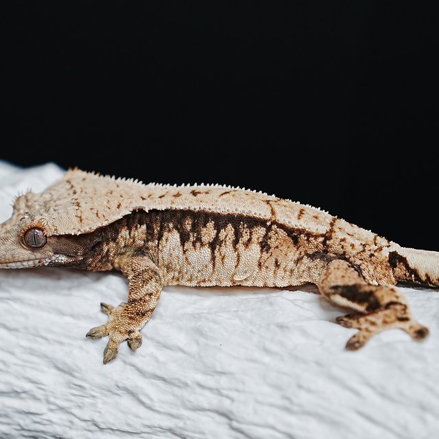 Tri Extreme Harlequin