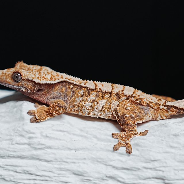 Tri Extreme Harlequin