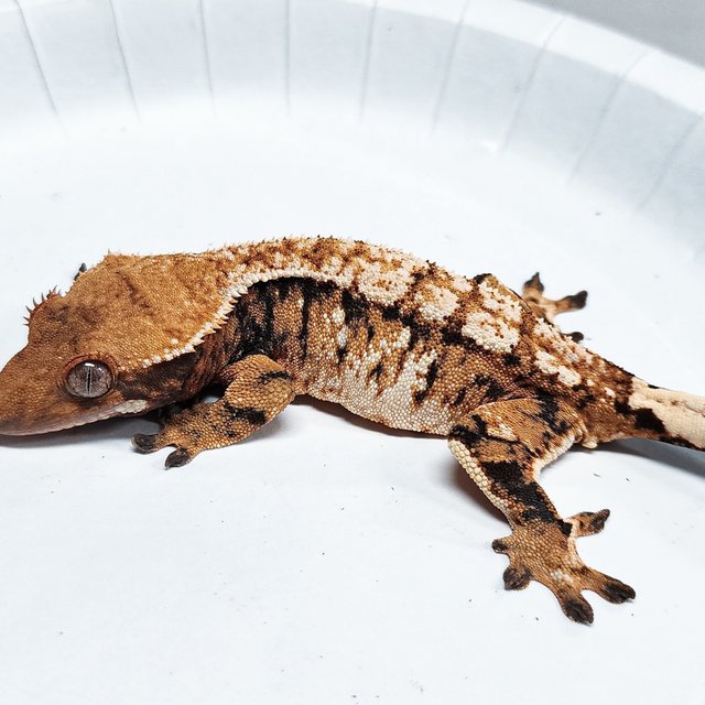 Tri Extreme Harlequin