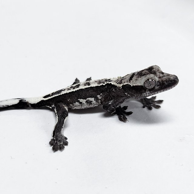 Axanthic Sable