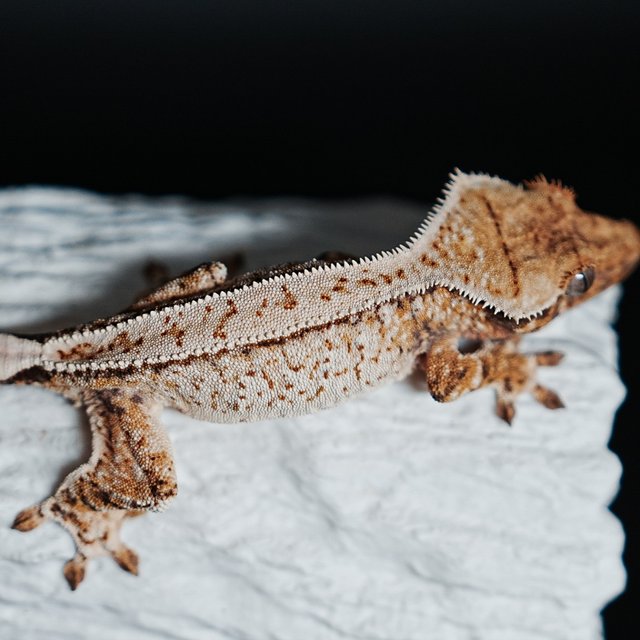 Tri Extreme Harlequin