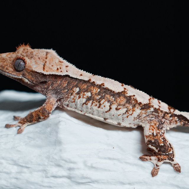 트라이 익스트림할리퀸