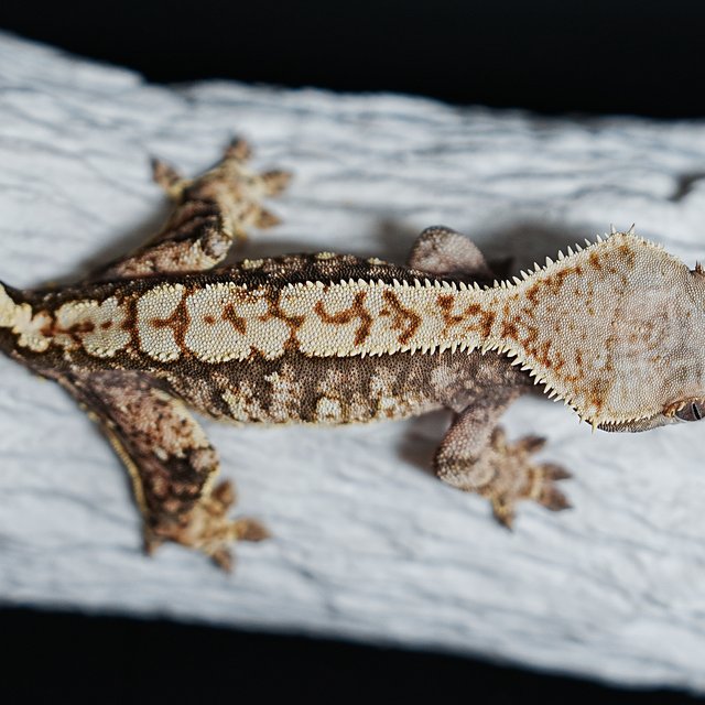 트라이 익스트림할리퀸