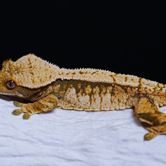 Tri Extreme Harlequin