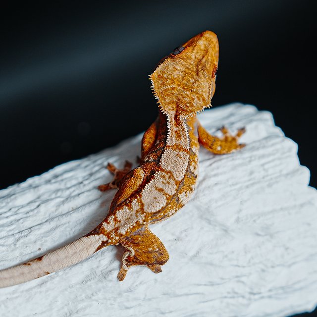 트라이 익스트림할리퀸