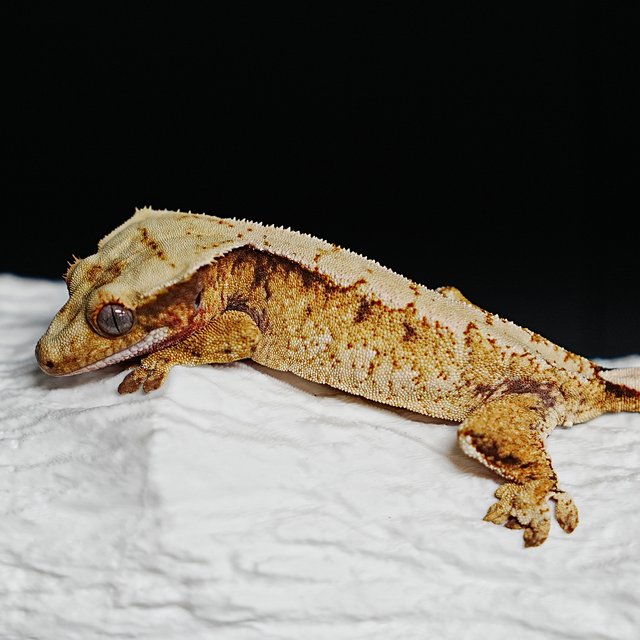 Tri Extreme Harlequin