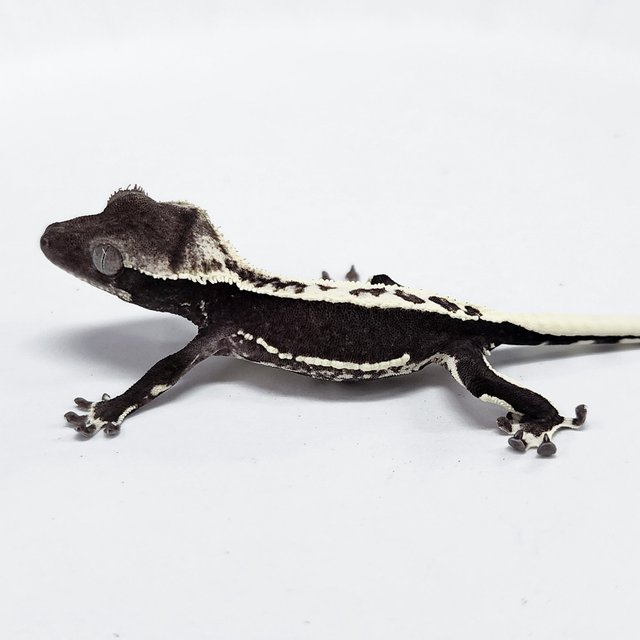 Lilly Axanthic