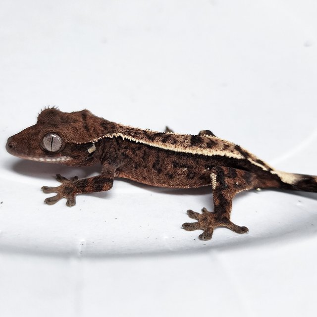 100% Het Axanthic Sable