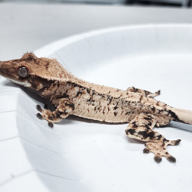 Tri Extreme Harlequin