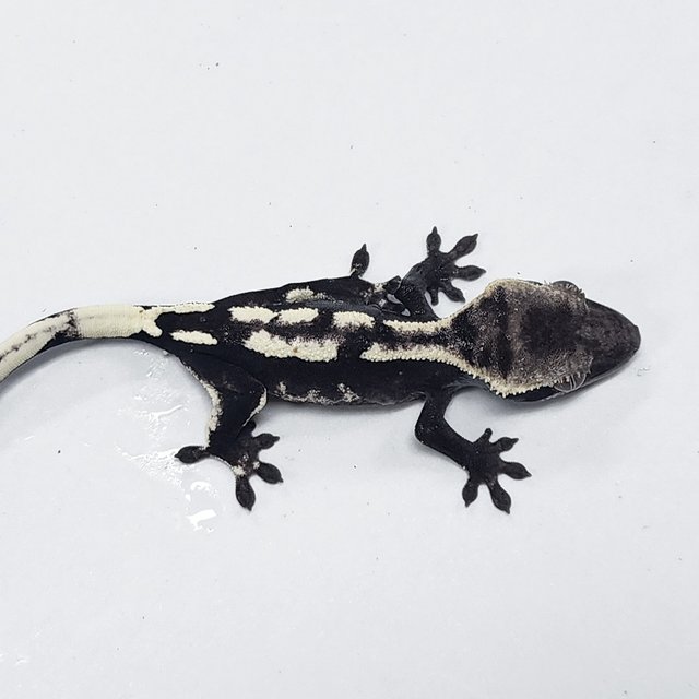 Sable Axanthic
