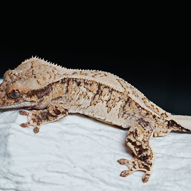 트라이 익스트림할리퀸