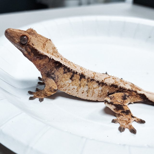 Tri Extreme Harlequin