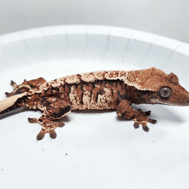 Tri Extreme Harlequin