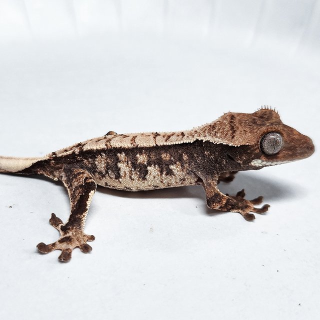100% Het Axanthic