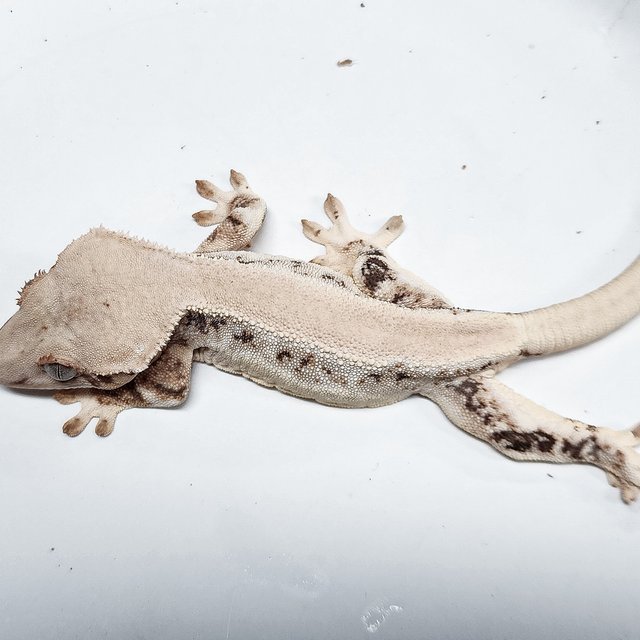 Solid Back Lilly 100% Het Axanthic