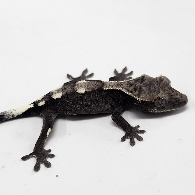 Axanthic