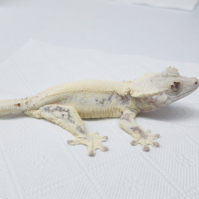 풀핀 솔리드백 릴리화이트