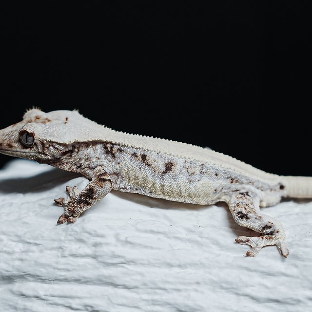 Lilly White Solid Back Full Pinstripe