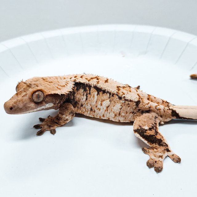 Tri Extreme Harlequin
