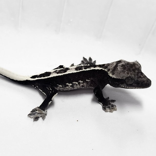 Sable Axanthic