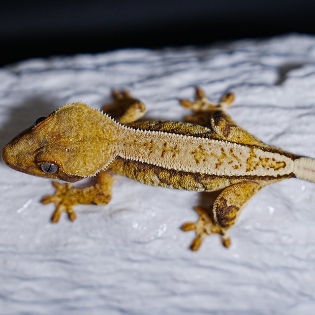 Tri Extreme Harlequin