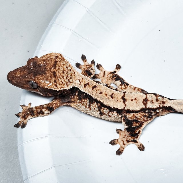 Tri Extreme Harlequin