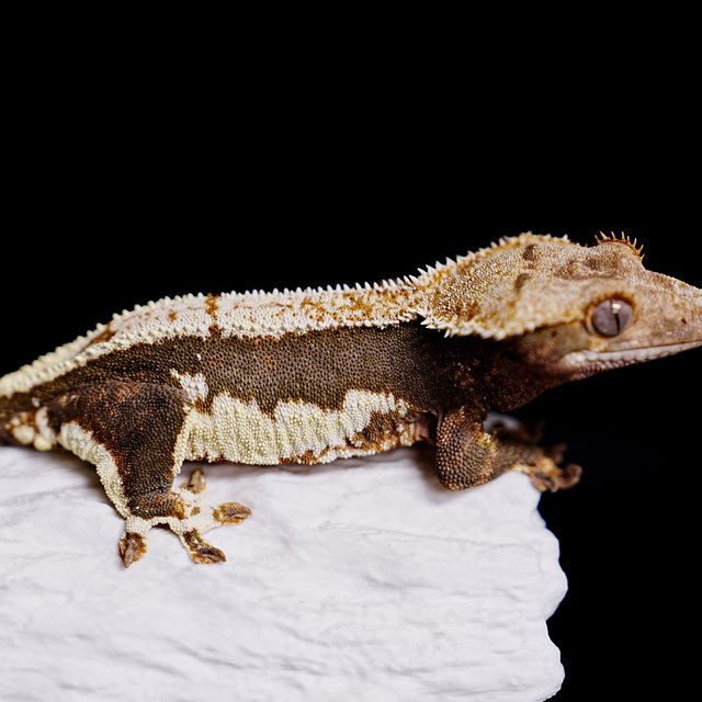 Lilly 100% Het Axanthic