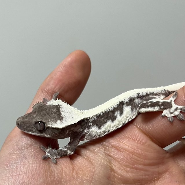 릴잔틱 릴리화이트 아잔틱