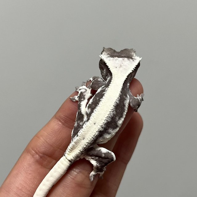 릴잔틱 릴리화이트 아잔틱