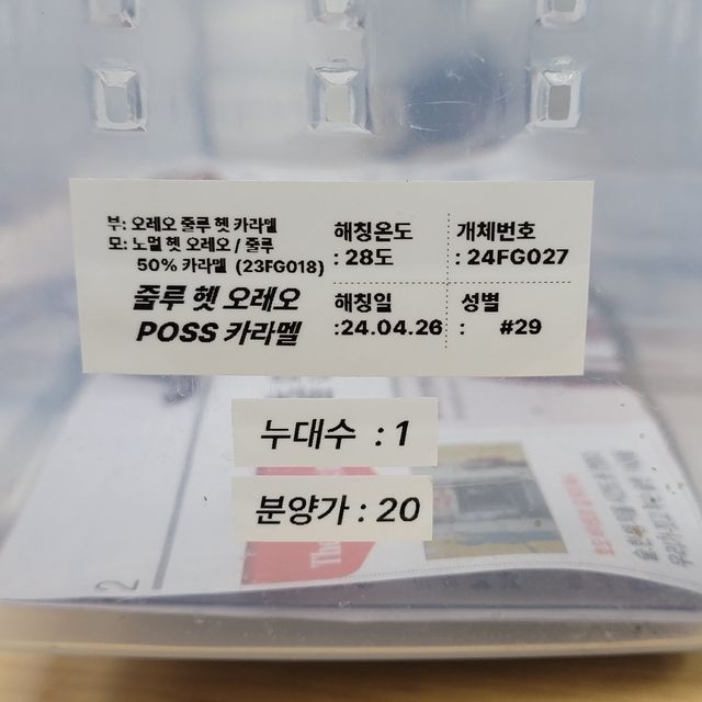 줄루 헷 오레오