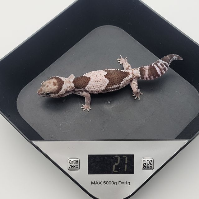 오레오 헷 줄루