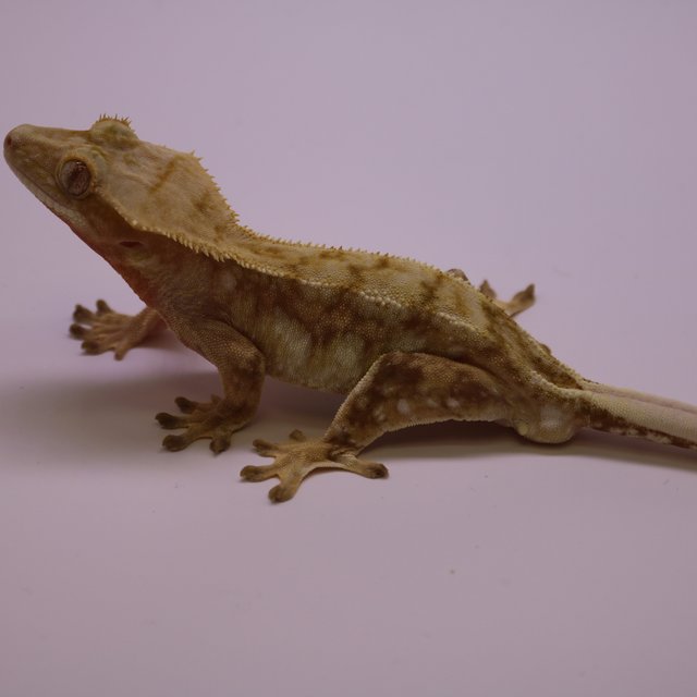 드리피 화이트스팟 레드