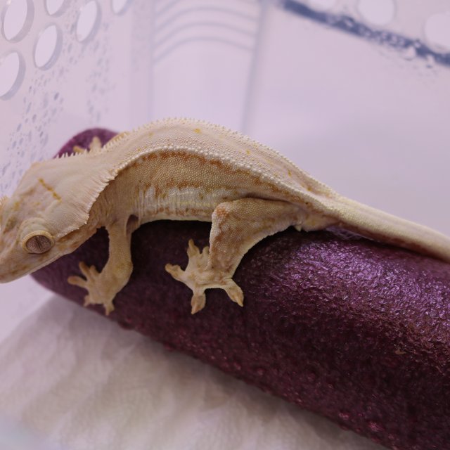 릴리화이트 크림시클