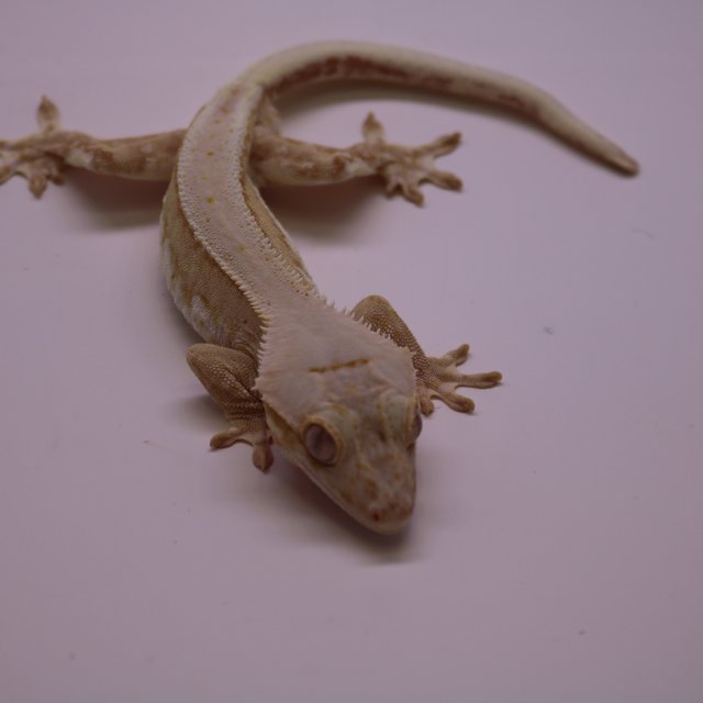 릴리화이트 크림시클