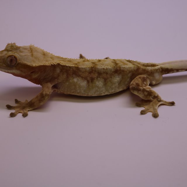 드리피 화이트스팟 레드