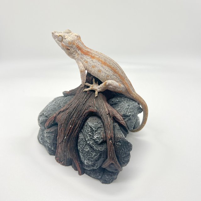 오렌지 스트라이프