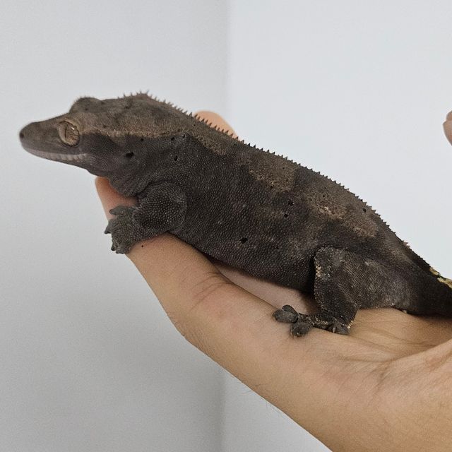 카푸치노 다크 블랙 RCK